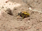 Bienenwolf IMG_1093