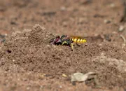 Bienenwolf IMG_8838