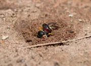 Bienenwolf IMG_8834