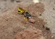 Bienenwolf IMG_8831