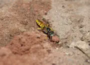 Bienenwolf IMG_8827