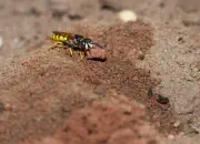 Bienenwolf IMG_8832