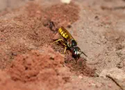 Bienenwolf IMG_8822