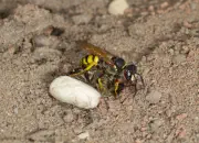 Bienenwolf IMG_0790