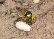 Bienenwolf IMG_0789