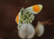 Aurorafalter-IMG_0536