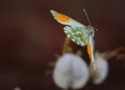 Aurorafalter-IMG_0515-