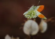 Aurorafalter-IMG_0519