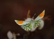 Aurorafalter-IMG_0538