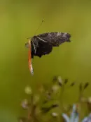 Tagpfauenauge 2009-IMG_7856a