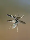 Dunkler Fliegenkäfer IMG_6850b