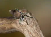 Dunkler Fliegenkäfer IMG_6841