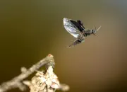 Dunkler Fliegenkäfer IMG_7195