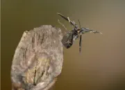 Dunkler Fliegenkäfer IMG_6849