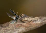 Dunkler Fliegenkäfer IMG_6830