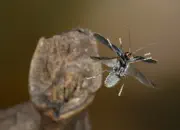 Dunkler Fliegenkäfer IMG_6837