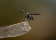 Dunkler Fliegenkäfer IMG_7291