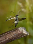 Gefleckter Schmalbock IMG_4646