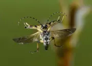 Gefleckter Schmalbock 2009IMG_4590