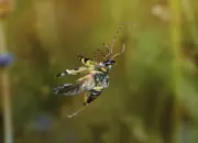 Gefleckter Schmalbock IMG_4707