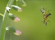 Gefleckter Schmalbock IMG_7945