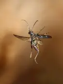 Gelbbindiger Zangenbock  2010_IMG_1929