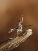 Gelbbindiger Zangenbock  2010_IMG_1893a