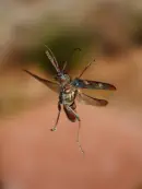 Gelbbindiger Zangenbock  2010_IMG_1977