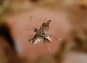 Gelbbindiger Zangenbock  2010_IMG_2012