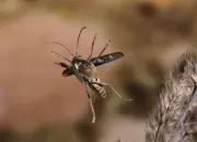 Gelbbindiger Zangenbock  2010_IMG_2003