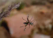 Gelbbindiger Zangenbock  2010_IMG_1988