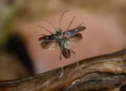 Gelbbindiger Zangenbock  2010_IMG_1968