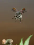 Gemeiner Wollkäfer  IMG_7071a