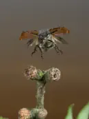 Gemeiner Wollkäfer  IMG_7073