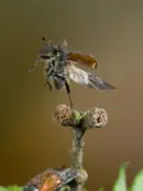 Gemeiner Wollkäfer  IMG_7044