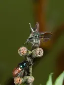 Gemeiner Wollkäfer  IMG_7014