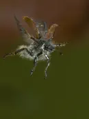 Gemeiner Wollkäfer  IMG_7008