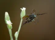 Gemeiner Wollkäfer  IMG_7273