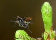 Gemeiner Wollkäfer  IMG_7153