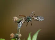 Gemeiner Wollkäfer  IMG_7037