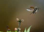 Gemeiner Wollkäfer  IMG_7036