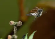 Gemeiner Wollkäfer  IMG_7026