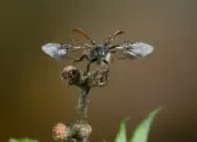 Gemeiner Wollkäfer  IMG_7045