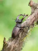 Hirschkäfer DSC_6380