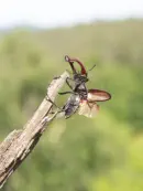 Hirschkäfer DSC_3244