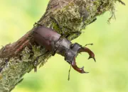 Hirschkäfer DSC_6417