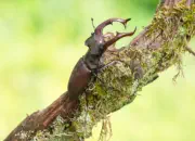 Hirschkäfer DSC_6412