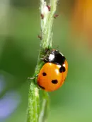 Marienkäfer IMG_8755