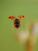 Marienkäfer IMG_3933