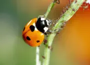 Marienkäfer IMG_8763